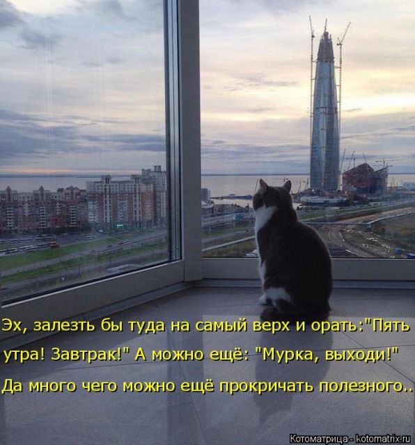 Лучшие котоматрицы недели