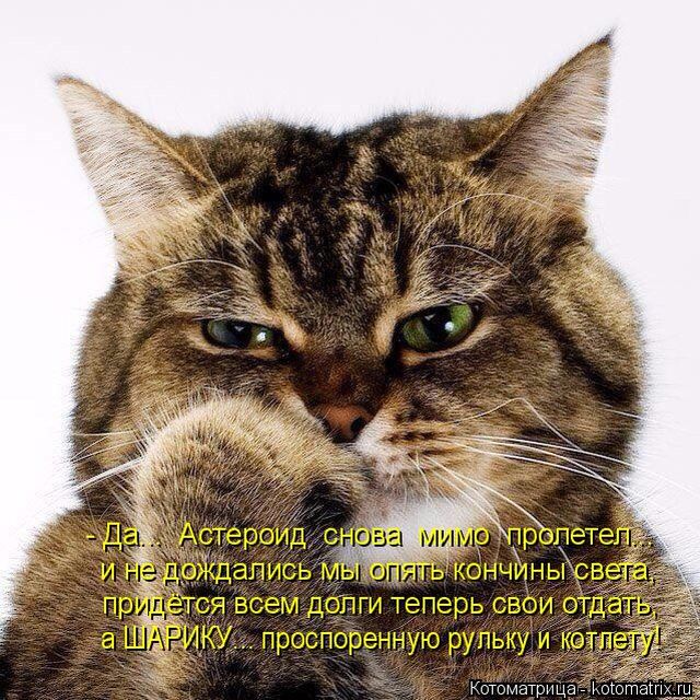 Лучшие котоматрицы недели