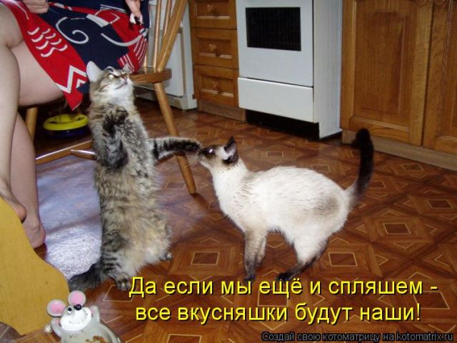 Лучшие котоматрицы недели