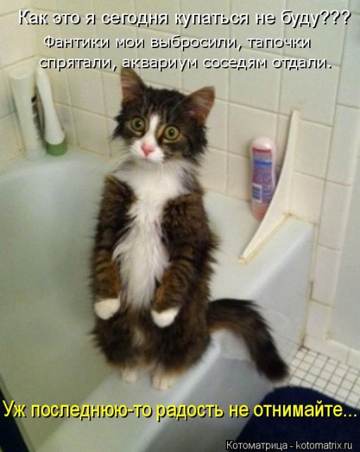 Лучшие котоматрицы недели