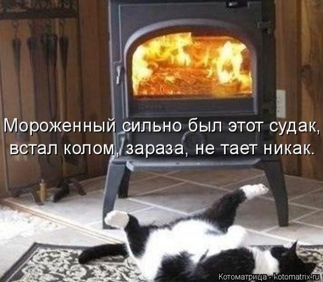Лучшие котоматрицы недели