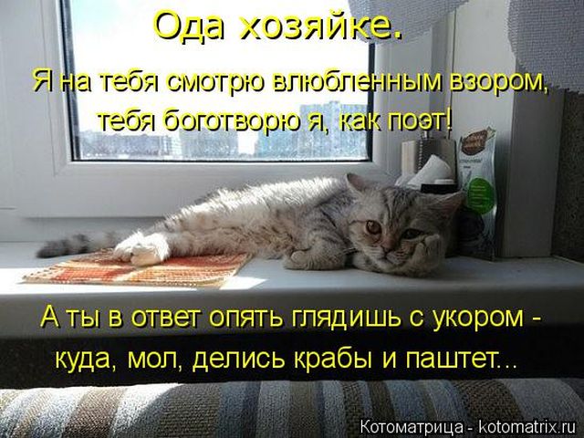 Лучшие котоматрицы недели