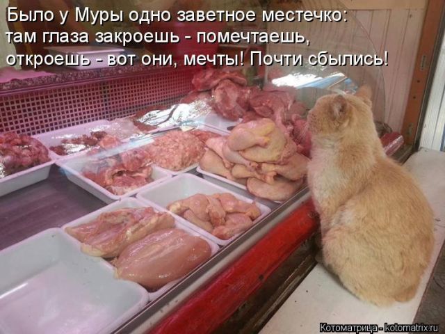 Лучшие котоматрицы недели