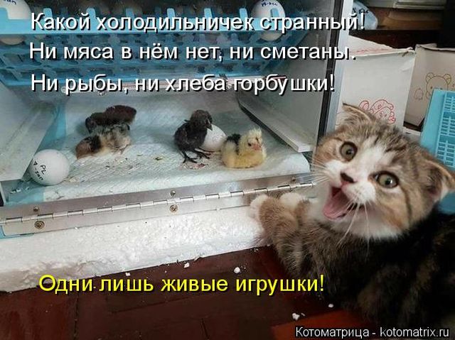 Лучшие котоматрицы недели