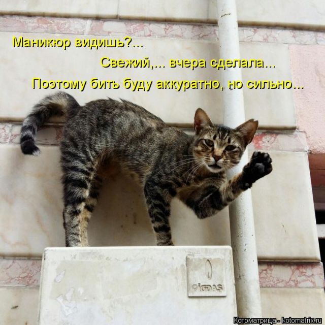 Лучшие котоматрицы недели