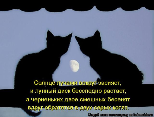 Лучшие котоматрицы недели