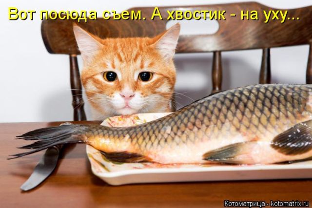 Лучшие котоматрицы недели