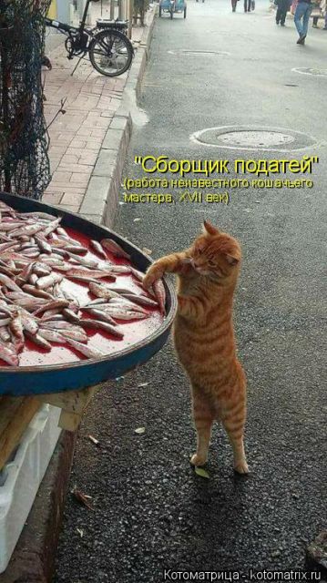 Лучшие котоматрицы недели