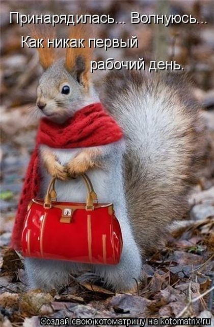 Лучшие котоматрицы недели