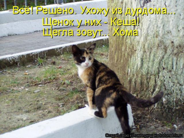 Лучшие котоматрицы недели