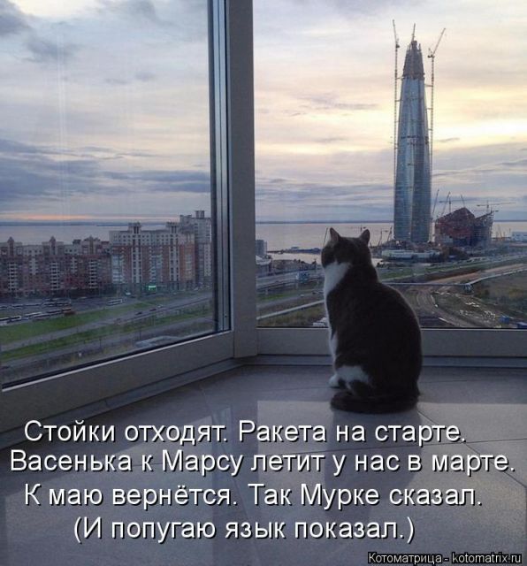 Лучшие котоматрицы недели