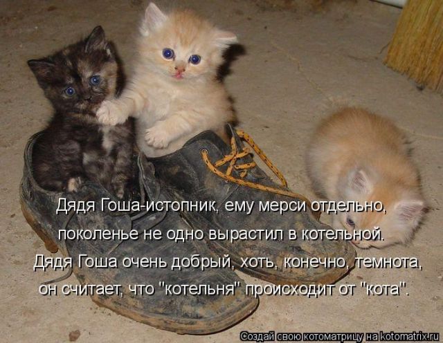 Лучшие котоматрицы недели