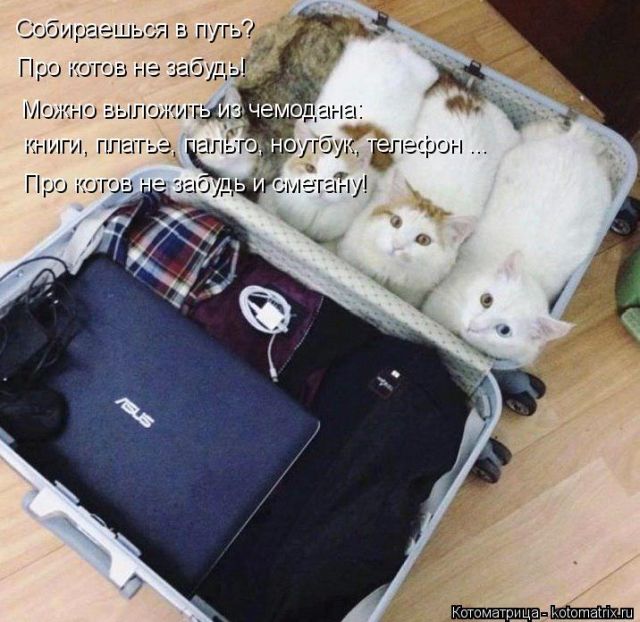 Лучшие котоматрицы недели