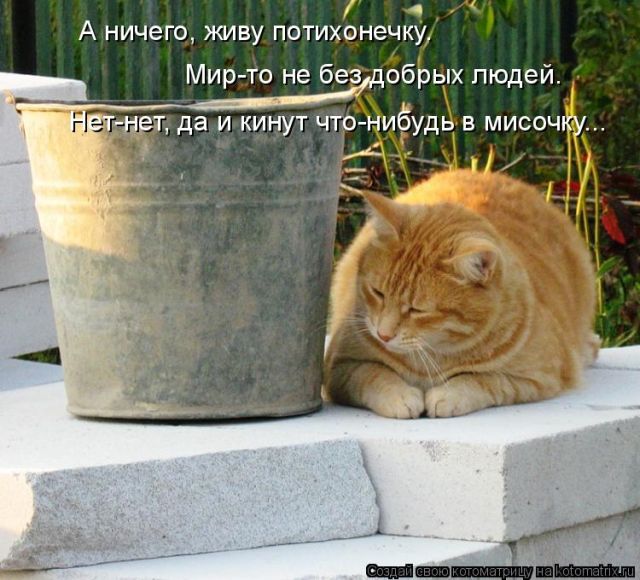 Лучшие котоматрицы недели