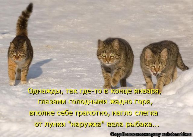 Лучшие котоматрицы недели