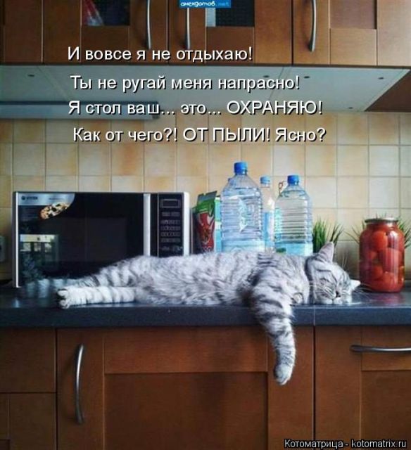 Лучшие котоматрицы недели