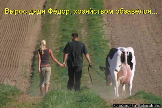 Лучшие котоматрицы недели