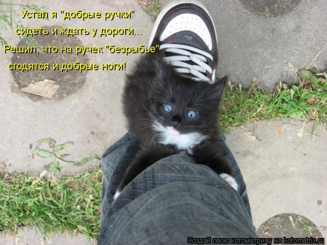 Лучшие котоматрицы недели