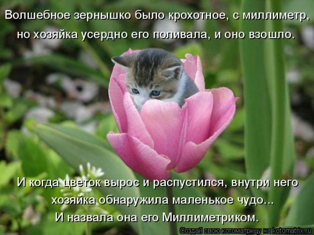 Лучшие котоматрицы недели
