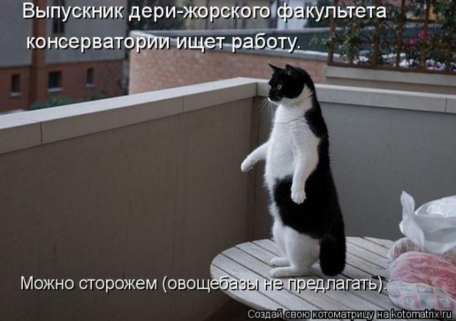 Лучшие котоматрицы недели