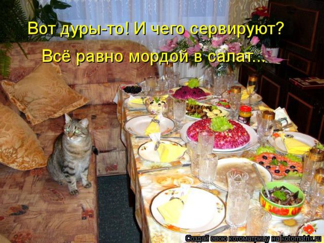 Лучшие котоматрицы недели