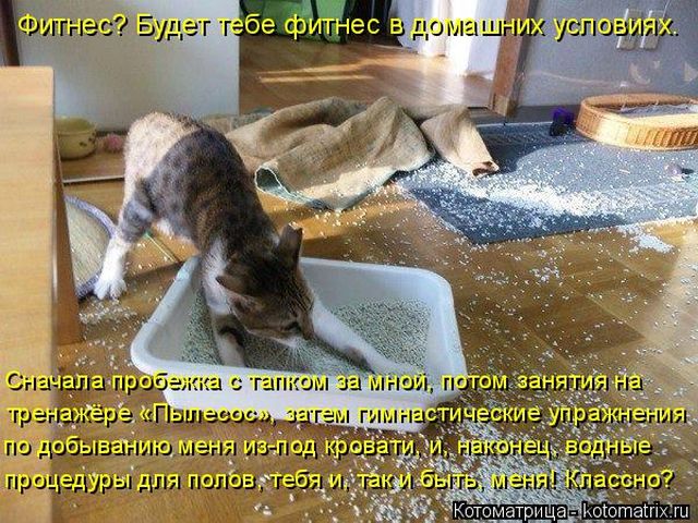 Лучшие котоматрицы недели