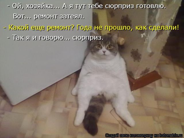 Лучшие котоматрицы недели