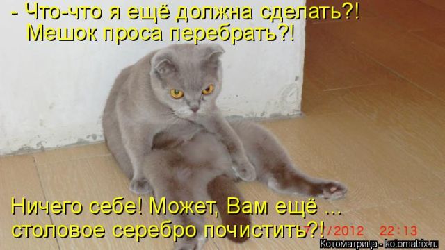 Лучшие котоматрицы недели