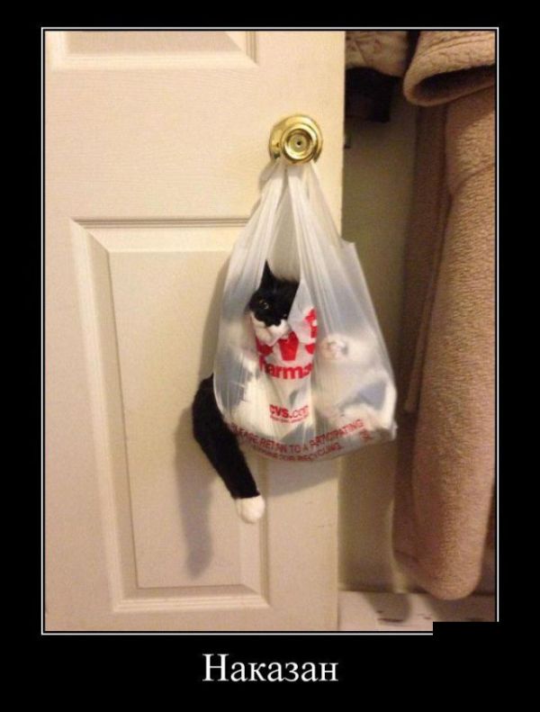 Демотиваторы