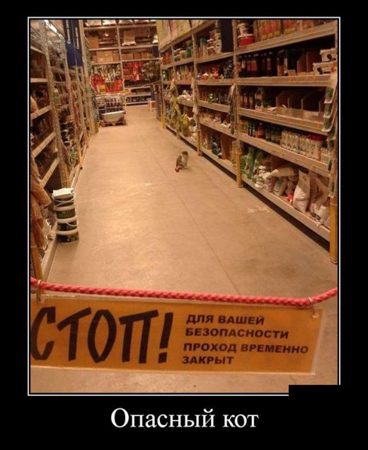 Демотиваторы