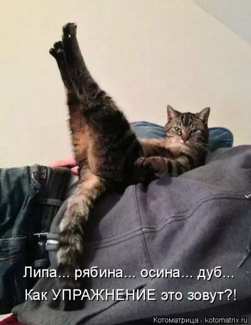 Лучшие котоматрицы недели