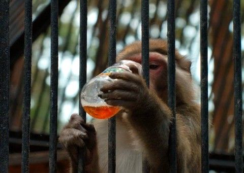 10 историй о животных-преступниках