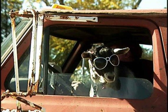 10 историй о животных-преступниках