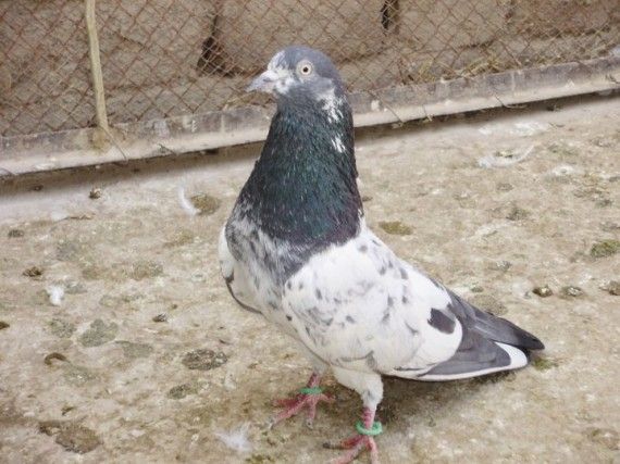 10 историй о животных-преступниках