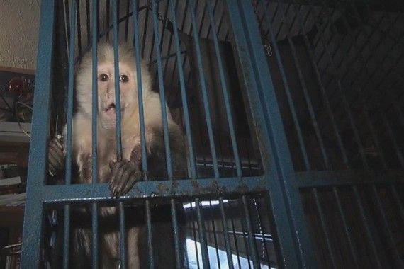 10 историй о животных-преступниках