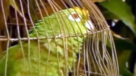 10 историй о животных-преступниках