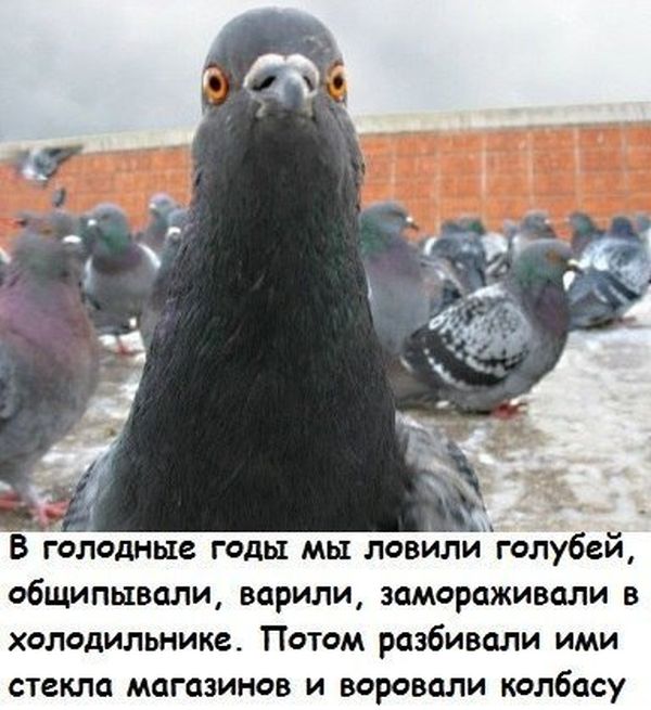 Порция картинок