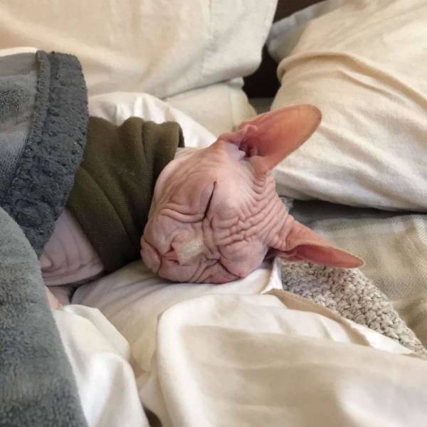 Злобный кот по кличке Локи