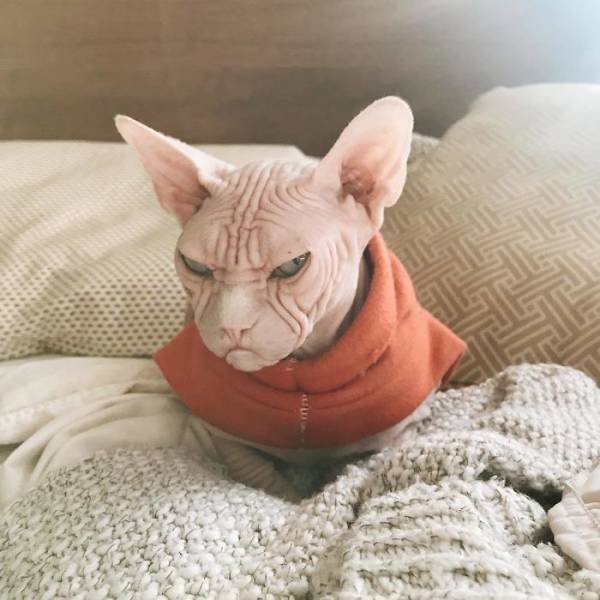Злобный кот по кличке Локи