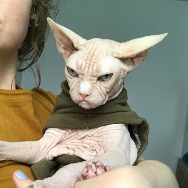 Злобный кот по кличке Локи