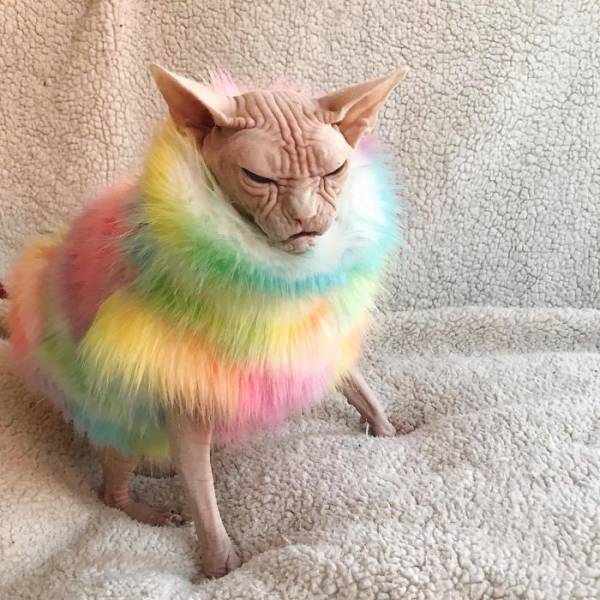 Злобный кот по кличке Локи