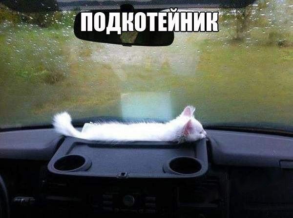 Прикольные картинки (88 фото)