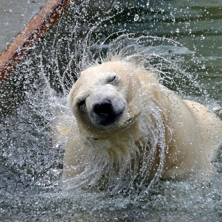 В мире животных