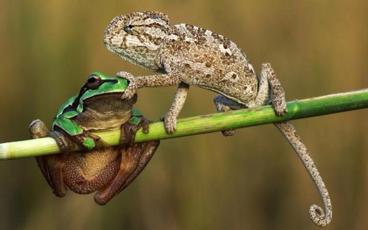 В мире животных