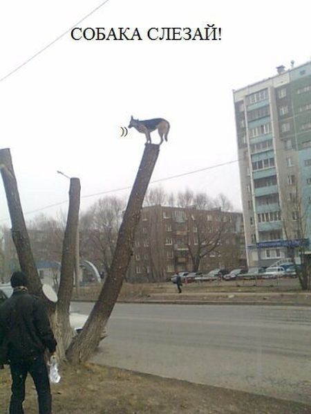 Подборка легкого юмора