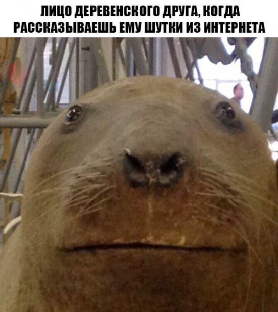 Подборка легкого юмора