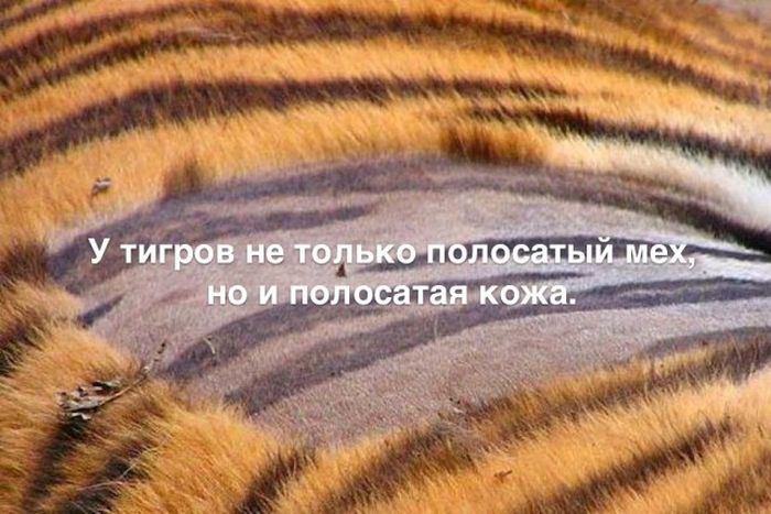Любопытные и интересные факты обо всем на свете