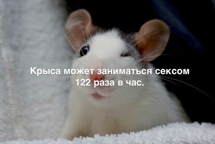 Любопытные и интересные факты обо всем на свете