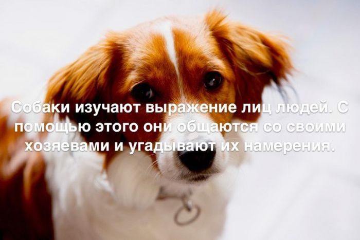 Любопытные и интересные факты обо всем на свете