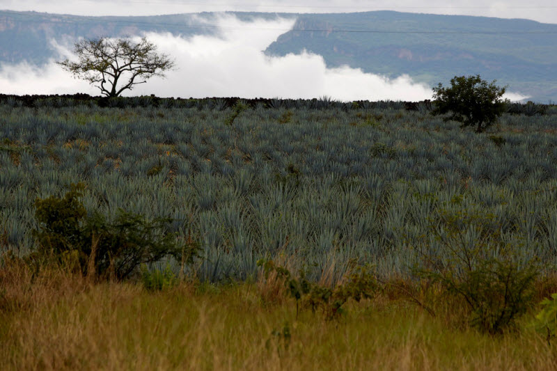 Как делают текилу Как делают текилу